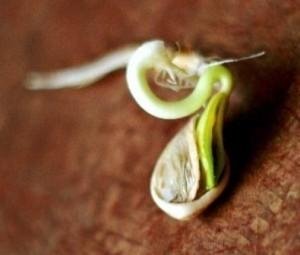 Пророщенные семена