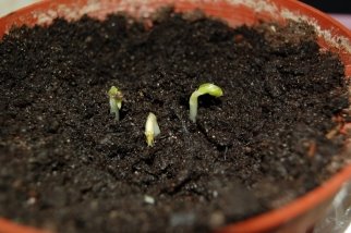 Первые ростки