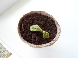 Первые листочки