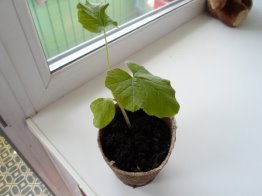 Тыква готова к высадке