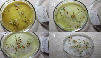 Проростки кресс салата сорта «Витаминчик» при воздействии вытяжки пузыреплодника калинолистного: A-вытяжка 1:50; B-вытяжка 1:100; C-вытяжка 1:200; D-контроль с дистиллированной водой