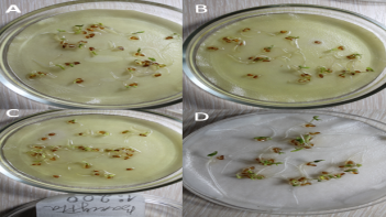 Проростки кресс салата сорта «Витаминчик» при воздействии вытяжки спиреи Вангутта: A-вытяжка 1:50; B-вытяжка 1:100; C-вытяжка 1:200; D-контроль с дистиллированной водой