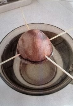 Проращивание семени авокадо (фото автора)