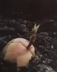 Проросток авокадо — слева; молодое растение авокадо — справа (фото автора)