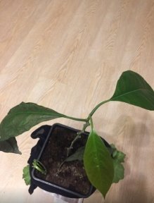 Проросток авокадо — слева; молодое растение авокадо — справа (фото автора)