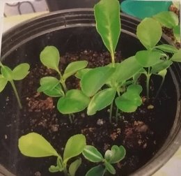 Сеянцы апельсина — слева и лимона — справа (фото автора)