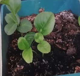 Сеянцы апельсина — слева и лимона — справа (фото автора)