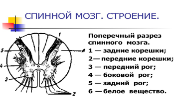Строение спинного мозга