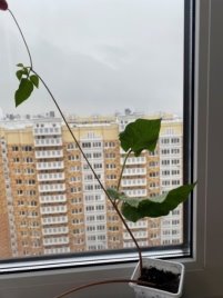 Декоративная фасоль без батареек к концу эксперимента