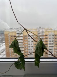 Декоративная фасоль с цельной батарейкой (солевая)