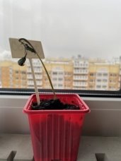 Декоративная фасоль с раздробленной батарейкой (солевая)