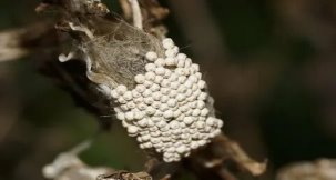 Макро, Россия, бабочки России, кисточница античная, насекомые, насекомые Ро...