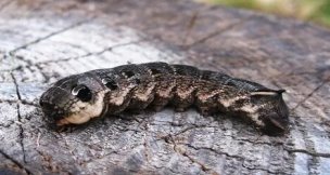 Это гусеницы бабочки бражника по-моему, бражник винный Deilephila elpenor L...