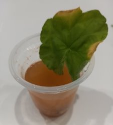 Влияние батарейки на воду и комнатные растения