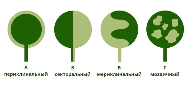 Схема видов химер[1]