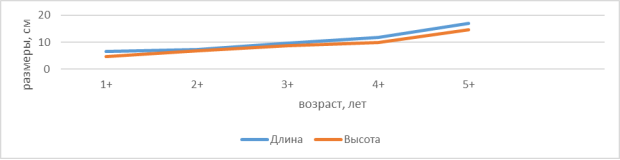 Зависимость размеров ротана (см) от возраста (лет), 2020 г.
