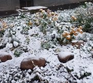 Листья каштана и цветы под слоем снега