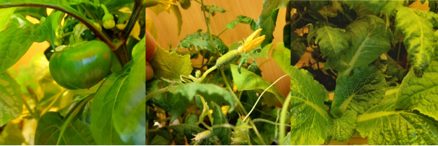 Полученная сельскохозяйственная продукция
