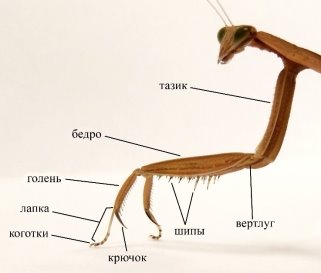 Строение передних конечностей богомола