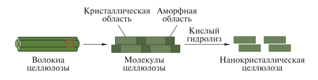 Образование нанокристаллической целлюлозы в присутствии серной кислоты