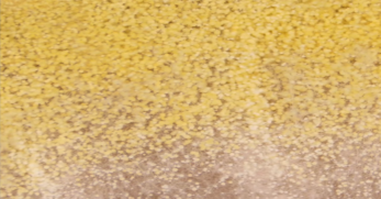 Aspergillus Flavus под микроскопом