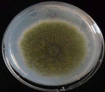 Aspergillus nidulans(Аспергилл гнездовой)