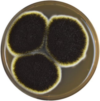 Aspergillus niggeria(Аспергилл черный)