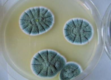Penicillium notatum