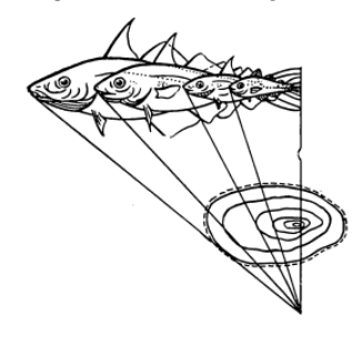 Взаимосвязь длины тела и размерами чешуи (по Моисееву и др.)