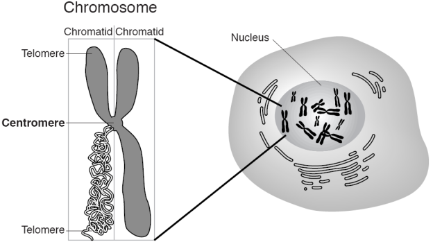 http://creationwiki.org/pool/images/7/7e/Centromere.png