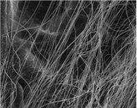 СЭМ-изображение паутины (5μм)