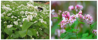 , 3. Соцветия гречихи белого и розового цвета