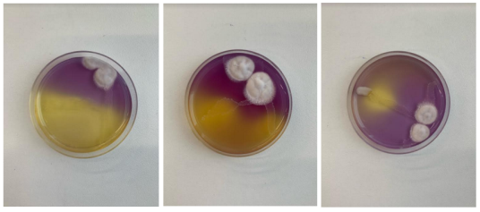 Активность Penicillium Camemberti и Lactobacillus Delbrueckii Subsp. Bulgaricus