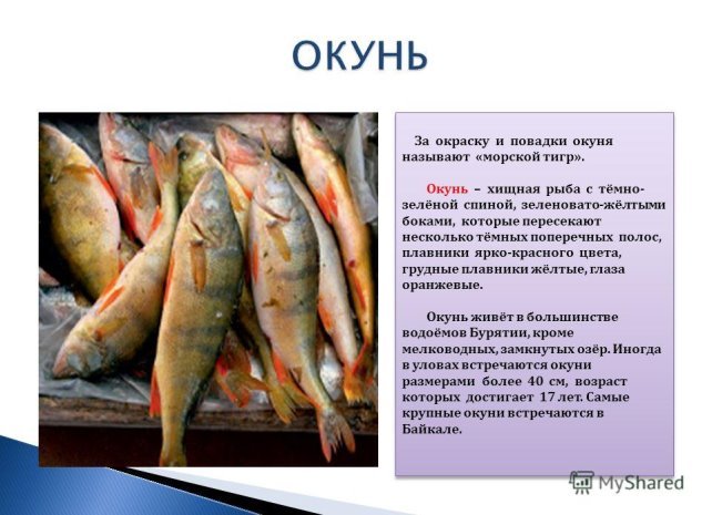 Окунь — гордость братчан