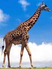 C:\Users\User\Desktop\82836312_2222299_giraffe76.jpg