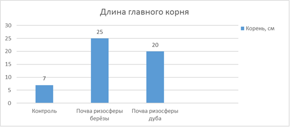 Длина главного корня