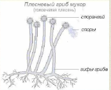Строение гриба мукор