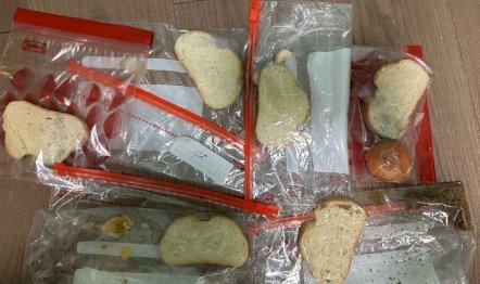 Хранение белого дрожжевого хлеба с растениями и без