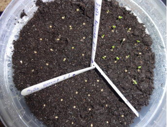 Первые ростки петуньи