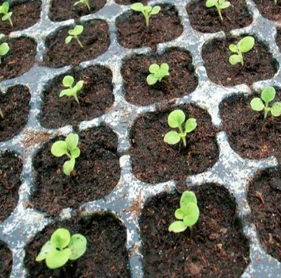 Ростки петуньи в отдельной таре