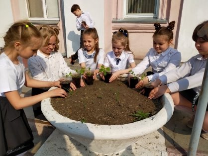 Высадка рассады в открытый грунт