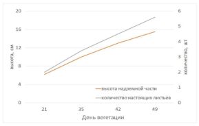 Динамика роста томата