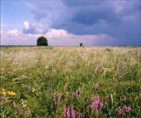 http://penza-flora.okis.ru/../img/penza-flora/step_zapoved.jpg
