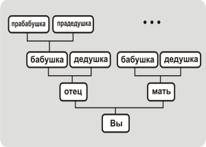 Восходящее вертикальное родословное древо