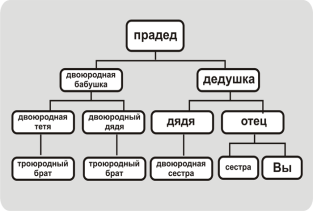 Нисходящее вертикальное родословное древо
