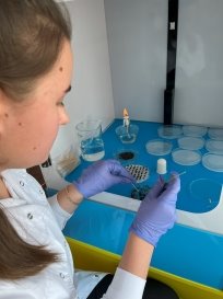 Получение Azotobacter