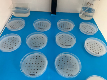 Получение Azotobacter