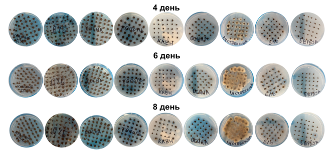 Культивирование Azotobacter