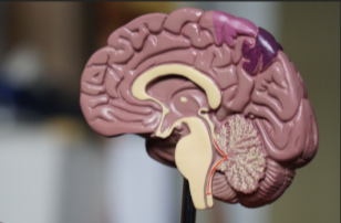 Человеческий мозг