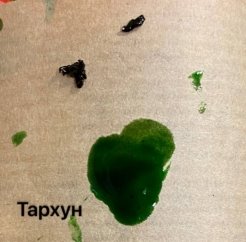 Вариант 5 — Тархун